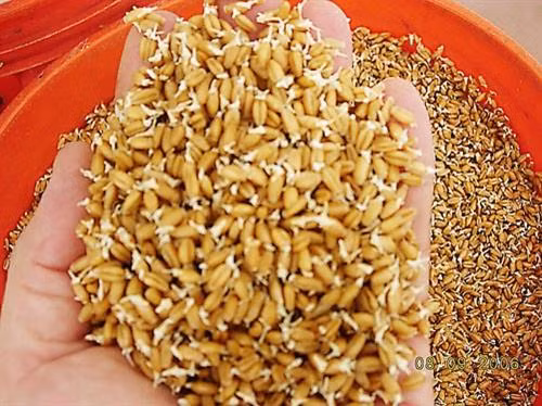 Lúa giống nảy mầm. Ảnh: nuoitrong123.com