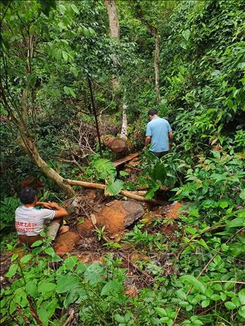 Khởi tố bị can, bắt tạm giam 5 đối tượng trong vụ phá rừng lớn nhất ở Hà Giang ảnh 1