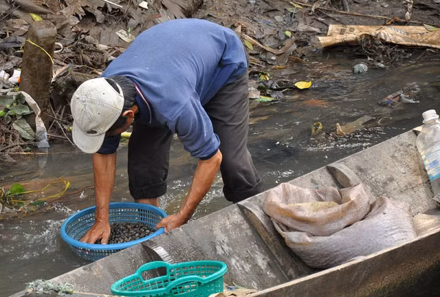 Ngọt, giòn đặc sản ốc gạo cù lao Tân Phong ảnh 2