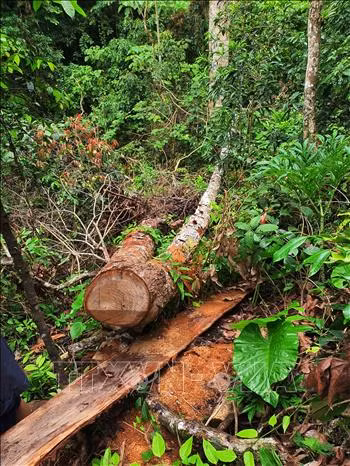 Khởi tố bị can, bắt tạm giam 5 đối tượng trong vụ phá rừng lớn nhất ở Hà Giang ảnh 3