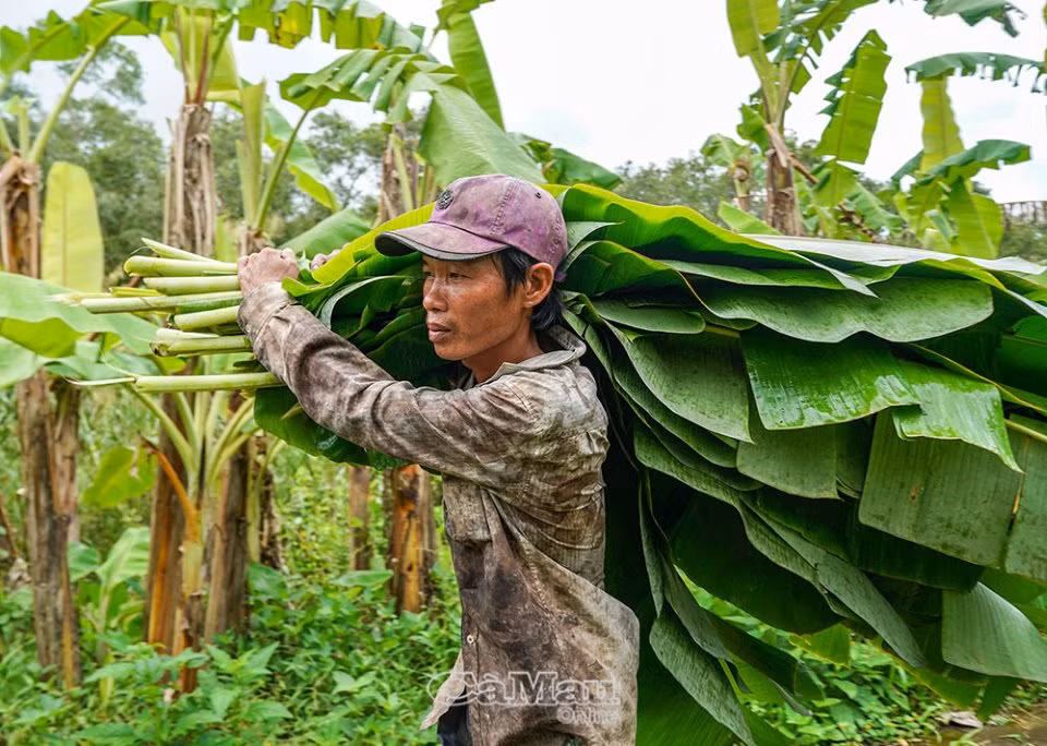 Hiệu quả từ mô hình trồng chuối ở vùng rừng U Minh Hạ ảnh 2