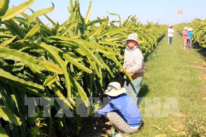 Bình Thuận - điểm sáng về nông nghiệp, nông dân, nông thôn ảnh 1