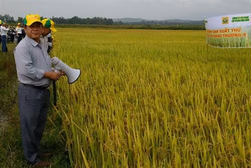 Lúa Nàng Thương 9 chống chịu tốt với khí hậu, ít sâu bệnh và cho năng suất cao. Ảnh: nongnghiep.vn