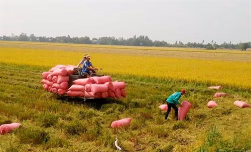 Đến nay, thị xã Kiến Tường (Long An) thu hoạch được gần 10.000 ha lúa Đông Xuân. Ảnh: Báo Long An online