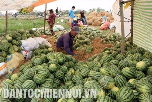 Bà con nông dân phân loại dưa hấu bán tại chân ruộng