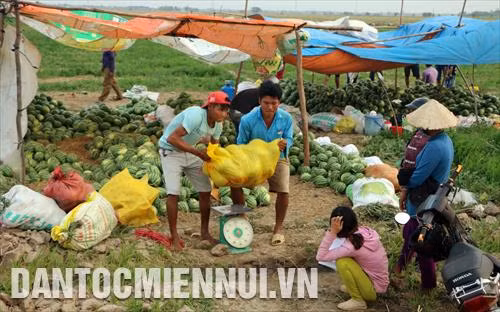 Mô hình trồng dưa trên đất lúa mang lại nguồn thu nhập cao gấp nhiều lần so với độc canh cây lúa