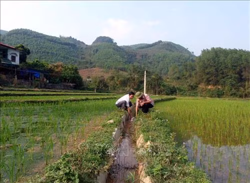 Tuyến mương thôn Hoắc, xã Thái Bình mới được xây dựng đã đảm bảo nước tưới cho diện tích nông nghiệp của thôn. Ảnh: Quang Đán - TTXVN