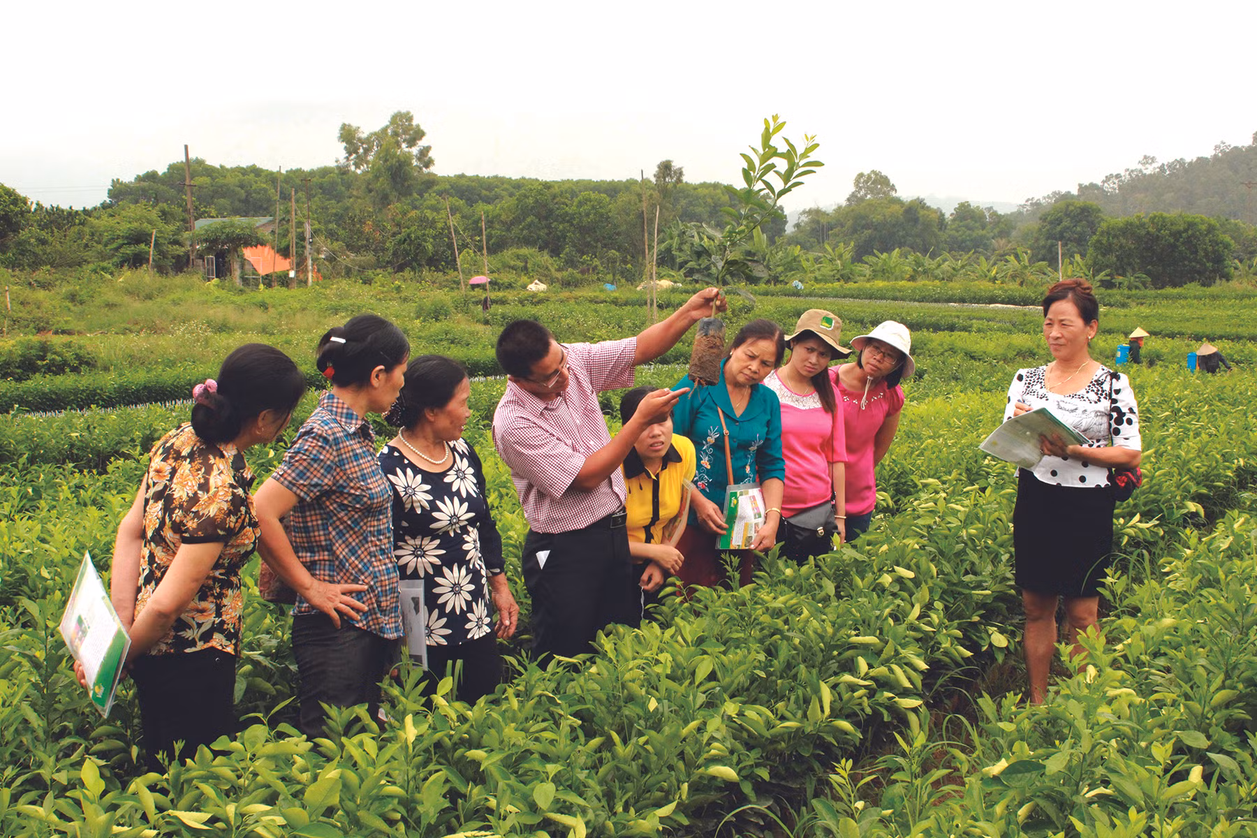 Hà Nội chú trọng hiệu quả đào tạo nghề cho lao động nông thôn ảnh 1