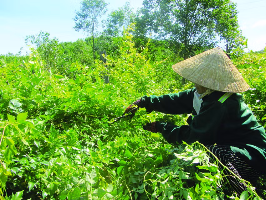 Chè dây Ra Zéh đang dần trở thành một trong những loại cây xóa đói, giảm nghèo của đồng bào Cơ-tu ở Đông Giang. Ảnh: Duy Trường - DTMN