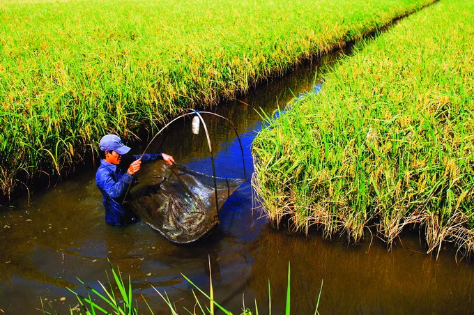 Phước Long - miền quê đáng sống ảnh 3