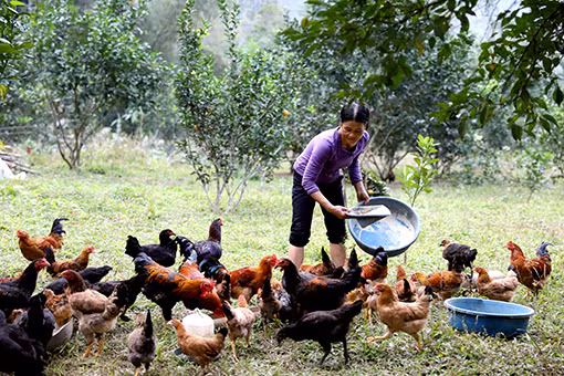 Ghi nhận từ phong trào thi đua Dân vận khéo ở Lâm Bình ảnh 4