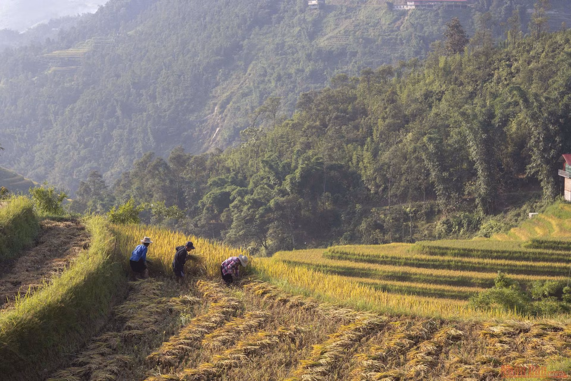Mường Hoa mùa gặt ảnh 4