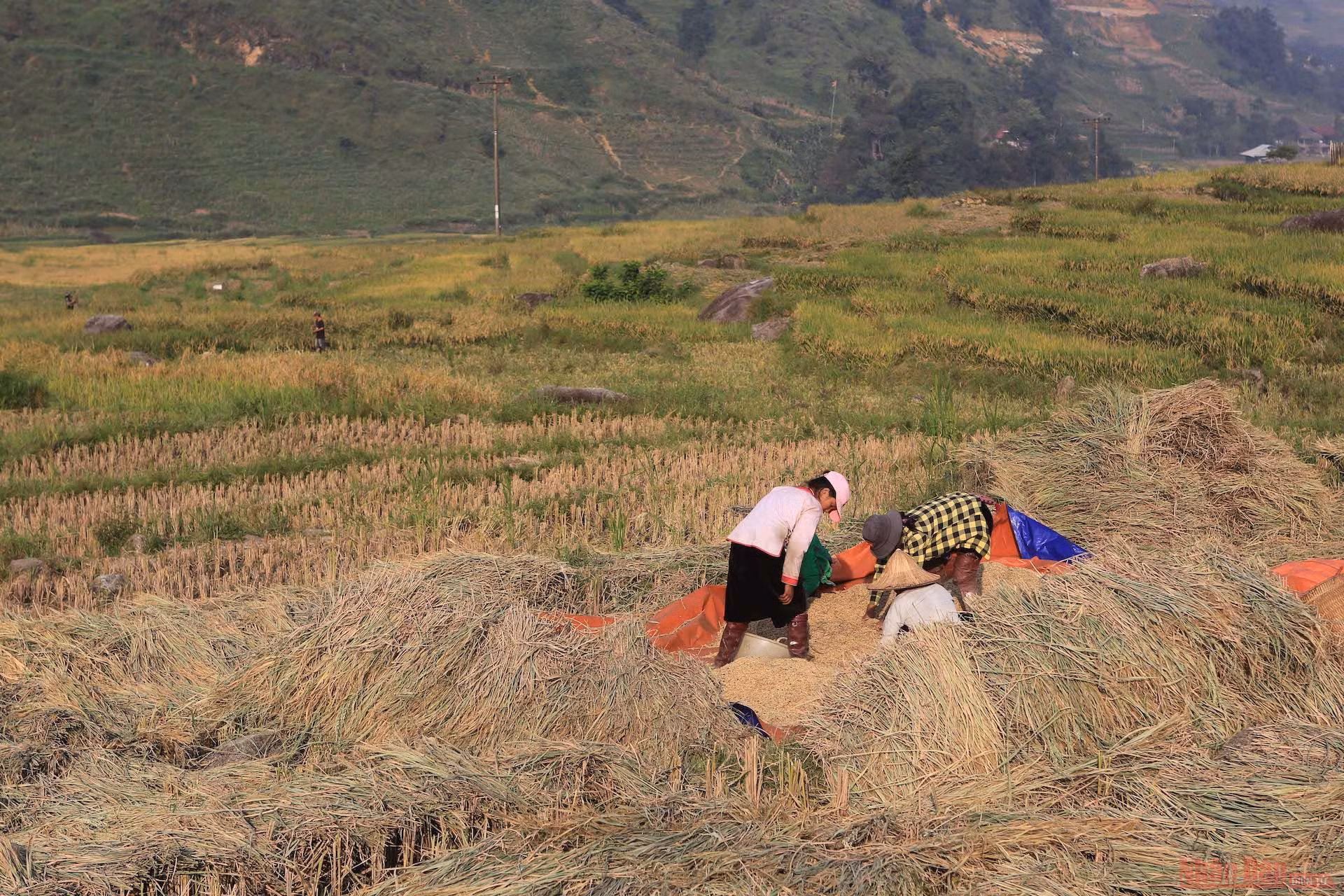 Mường Hoa mùa gặt ảnh 13