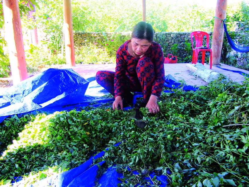 Chè dây Ra zéh ảnh 2