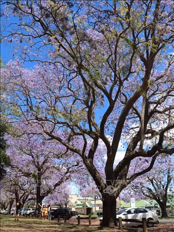 Australia: Rực rỡ mùa hoa phượng tím tại thị trấn Grafton, bang News South Wales ảnh 1