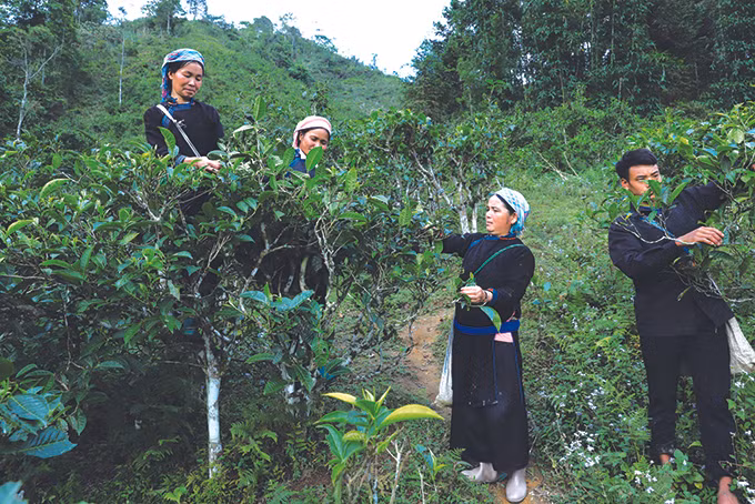 Phát triển kinh tế nông nghiệp ở huyện vùng cao Bắc Hà ảnh 1