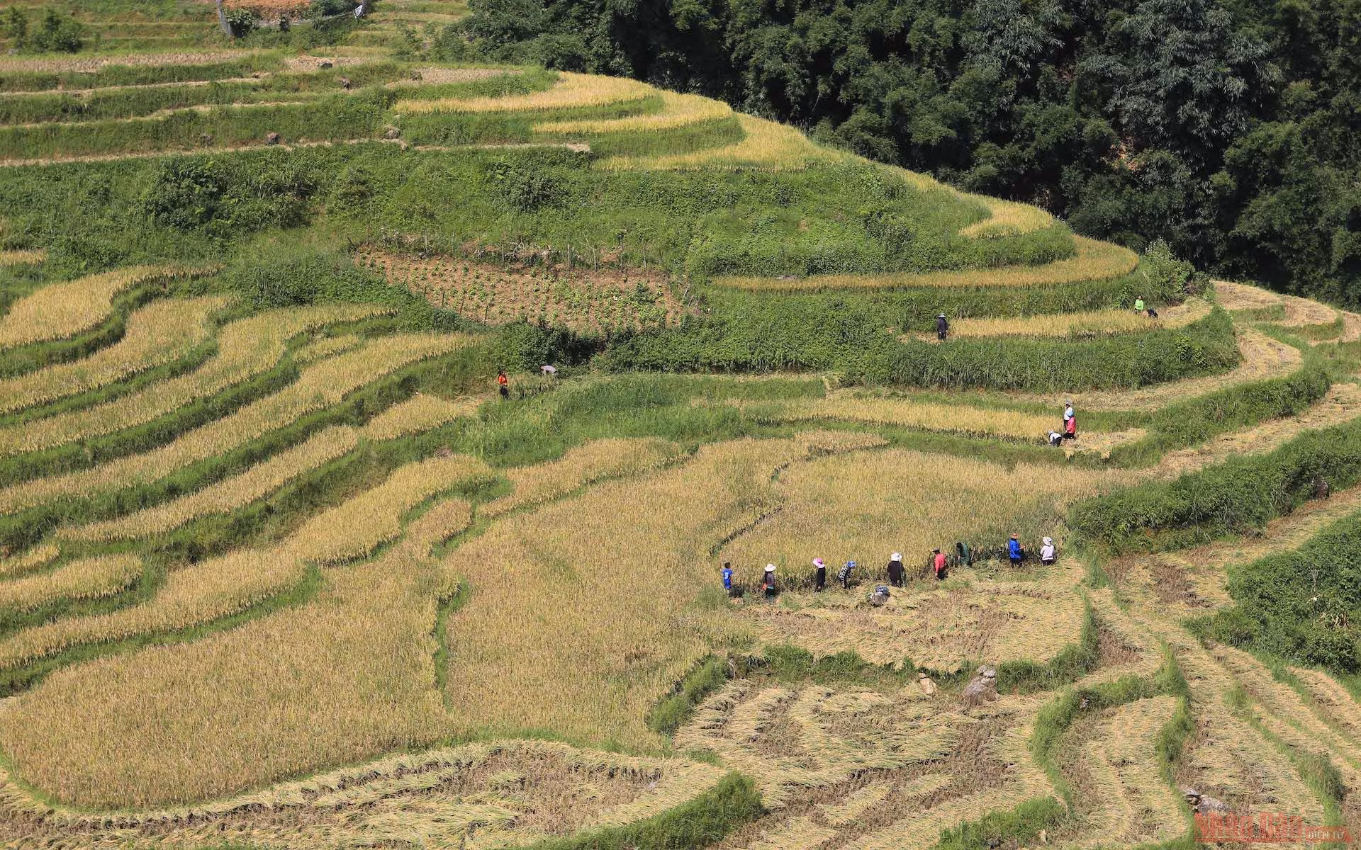 Mường Hoa mùa gặt ảnh 7