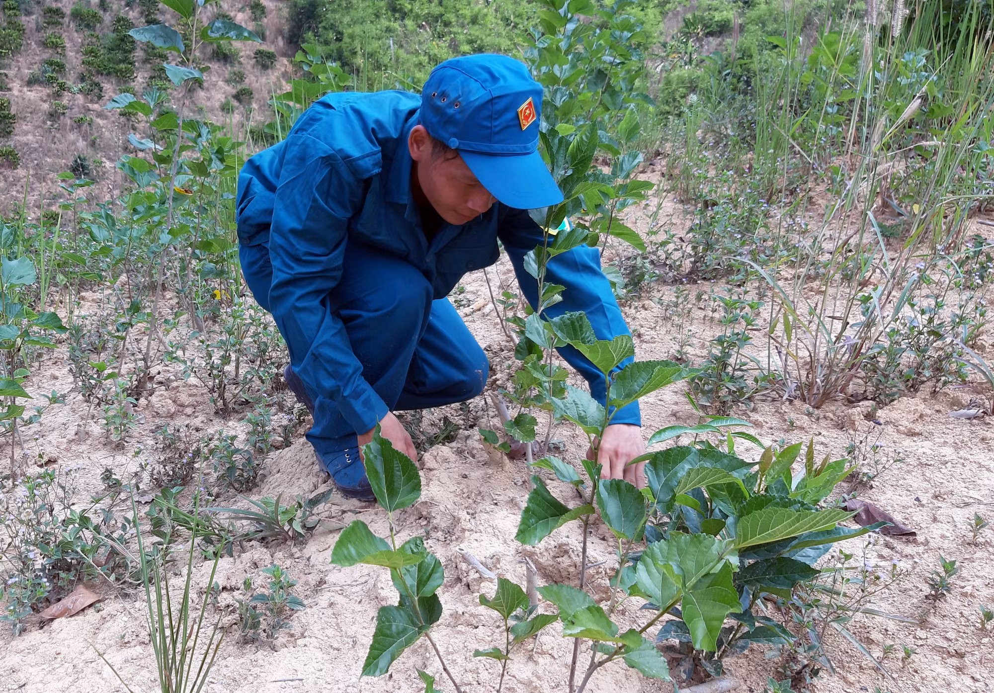 Krông Nô phát triển nghề trồng dâu, nuôi tằm ảnh 5
