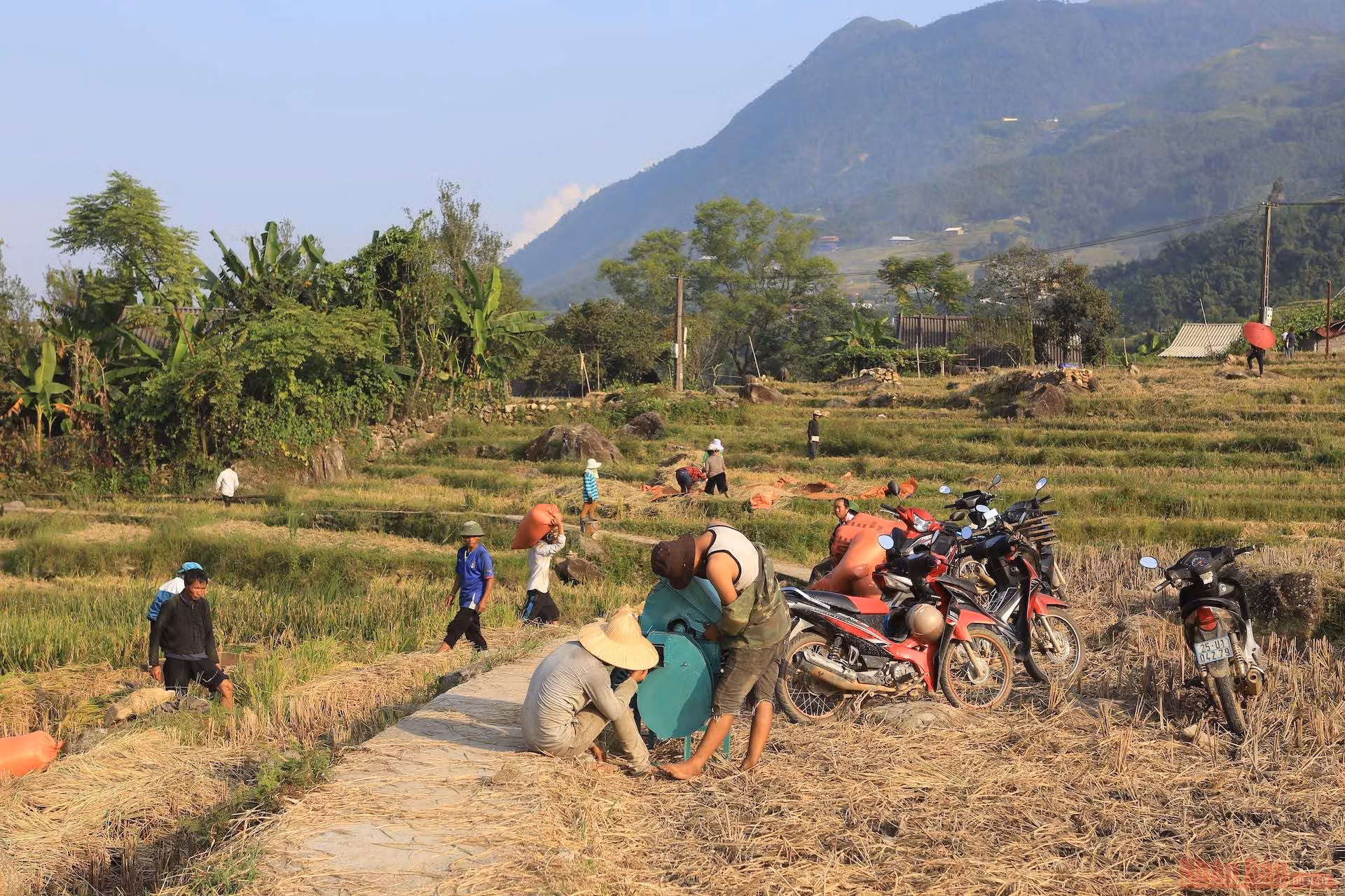 Mường Hoa mùa gặt ảnh 12