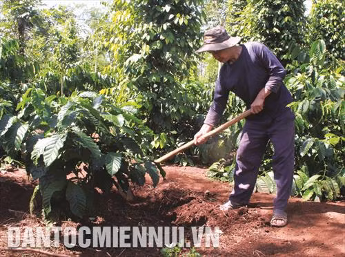 Chăm bón thường xuyên để cây phát triển ổn định và bền vững