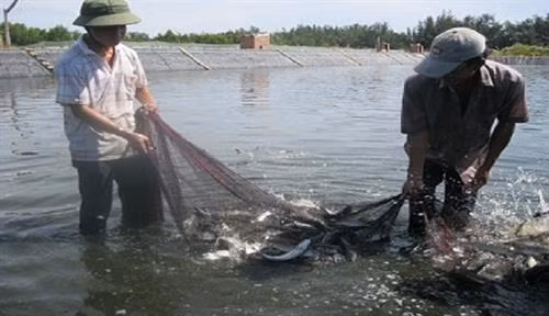 Thu hoạch cá đối mục. Ảnh: nghenong.com