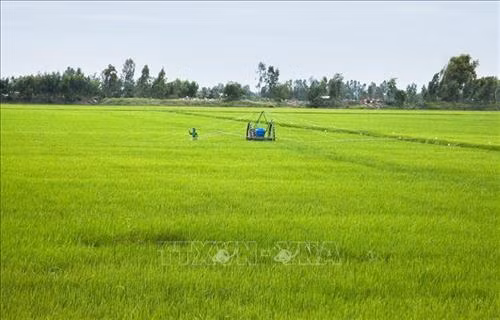 Cánh đồng lúa xanh bát ngát trên vùng kinh tế mới Rọc Xây. Ảnh: Hồng Đạt - TTXVN