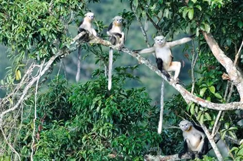 Voọc mũi hếch - loài linh trưởng quý hiếm của thế giới được bảo vệ ở mức "cực kỳ nguy cấp" tại Khu bảo tồn Khau Ca. Ảnh: Lê Văn Dũng-TTXVN