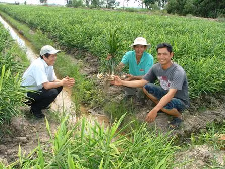 Kỹ thuật trồng gừng