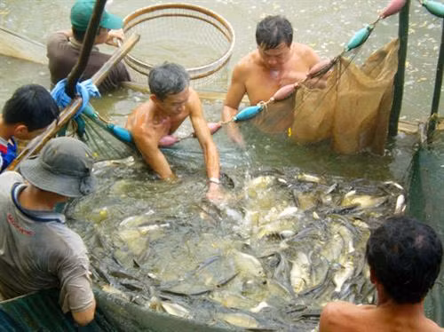 Thu hoạch cá đồng ở U Minh Thượng . Ảnh: thanhnien.vn