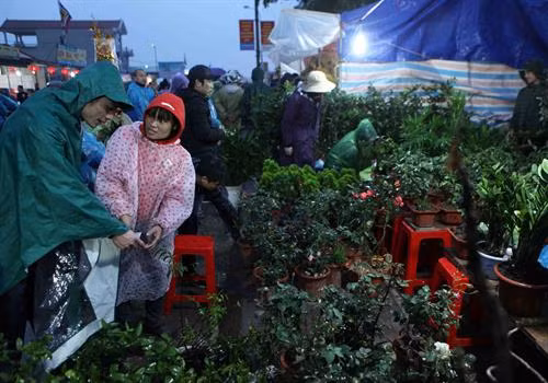 Du khách thập phương chọn mua các loại cây cảnh giống lấy lộc đầu năm. Ảnh: Quý Trung - TTXVN