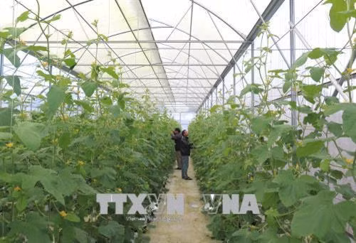 Trồng dưa trong nhà kính ở huyện Hải Lăng, tỉnh Quảng Trị. Ảnh: Nguyên Lý - TTXVN