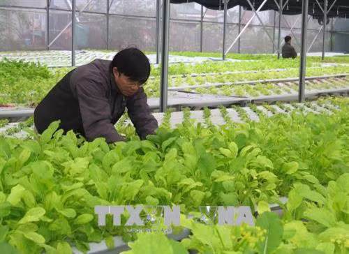 Trồng rau trong nhà kính ở huyện Hải Lăng. Ảnh: Nguyên Lý - TTXVN