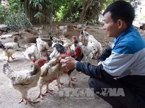 Chăm sóc đàn gà Hồ. Ảnh: Thanh Thương - TTXVN