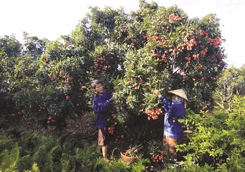 Nếu phun thuốc trừ sâu thì phải đảm bảo thời gian cách ly trước khi thu hoạch theo đúng quy định, không làm ảnh hưởng đến sức khỏe người tiêu dùng