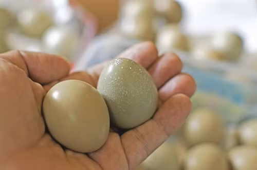 8 tháng tuổi, chim trĩ đã có thể đẻ trứng. Thời gian đẻ thường từ đầu tháng 1 đến tháng 4 âm lịch