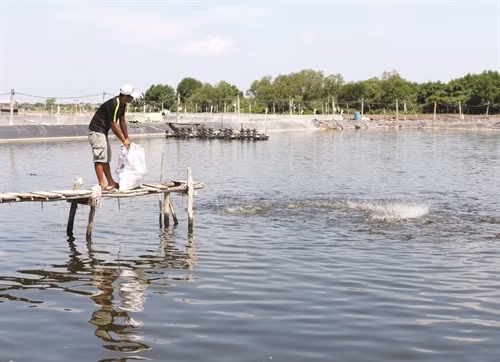Người dân An Thới Đông đã chuyển từ mô hình trồng lúa nuớc một vụ sang mô hình lúa - tôm theo phương pháp quảng canh cải tiến. Ảnh: Sơn Hên - DT&MN/TTXVN