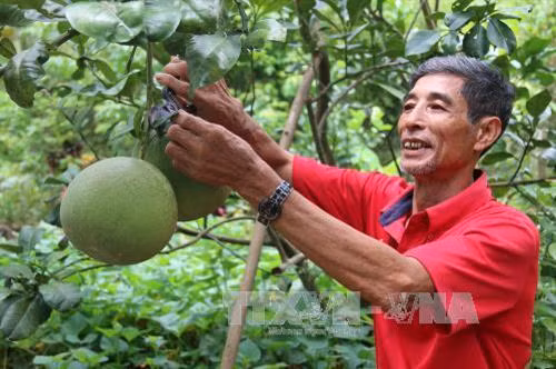 Chăm sóc vườn bưởi da xanh tại một hộ dân ở huyện Chợ Gạo, Tiền Giang. Ảnh: Minh Trí/TTXVN