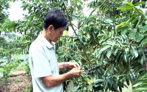 Ông Võ Văn Phải thụ phấn cho mãng cầu đậu nhiều trái. Ảnh : vov.vn