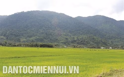 Sản xuất lúa trên cánh đồng mẫu lớn ở thị trấn Lạc Tánh, huyện Tánh Linh