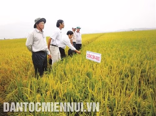 Trồng thử nghiệm giống lúa mới tại cánh đồng Đồng Kho, huyện Tánh Linh