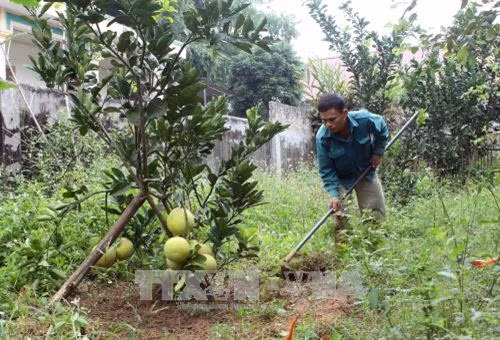 Nhiều hộ dân thực hiện chuyển dịch cơ cấu cây trồng vật nuôi cho phù hợp với điều kiện tự nhiên để phát triển kinh tế, tăng thêm thu nhập tại xã Chi Khê, huyện Con Cuông (Nghệ An) . Ảnh: Thanh Tùng -TTXVN