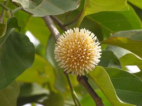 Cá kho gáo, đặc sản dân dã Ninh Bình ảnh 1