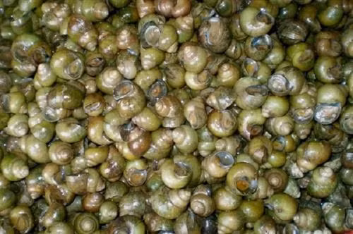 Bánh xèo Miền Tây nhìn đã mê, ăn càng ghiền ảnh 2