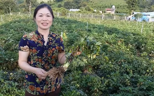 Chị Nguyễn Thu Huệ trong vườn đương quy bạc tỉ của mình.Theo:vov.vn