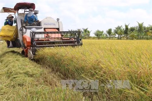 Thu hoạch lúa Đông Xuân tại huyện Thanh Bình, tỉnh Đồng Tháp. Ảnh: Nguyễn Văn Trí - TTXVN