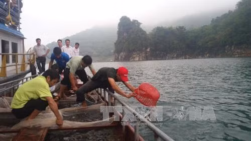 Thả cá bổ sung nguồn lợi thủy sản khu vực xã Thái Thịnh, thành phố Hòa Bình (Hòa Bình). Ảnh: Vũ Hà-TTXVN