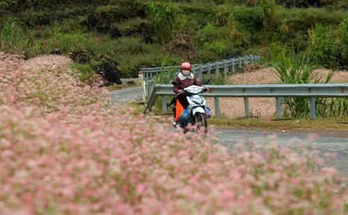 Hoa Tam giác mạch nở rộ trên những trên những cung đường uốn lượn lên cao nguyên đá Đồng Văn. Ảnh: Huy Hùng – TTXVN