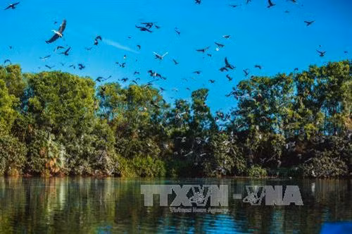 Với tính đa dạng sinh học rất cao, vườn chim Bạc Liêu, thuộc xã Hiệp Thành, cách thành phố Bạc Liêu 6km về phía Nam, đã được công nhận là Khu bảo tồn thiên nhiên vào năm 1986. Ảnh: Trọng Đạt - TTXVN