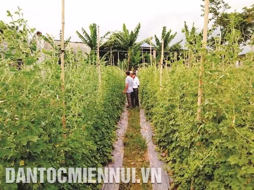 Nông dân xã Mê Pu, huyện Đức Linh liên kết với Công ty giống Việt Nông trồng mướp đắng (khổ qua)