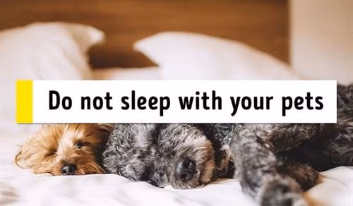 12 mẹo nhỏ giúp bạn dễ ngủ và dễ thức giấc đúng giờ ảnh 6